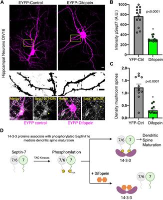 Proteomic Identification of Phosphorylation-Dependent Septin 7 Interactors that Drive Dendritic Spine Formation